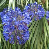 Agapanthus africanus ‘Storm Cloud’