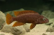 Leleupi Kitumba