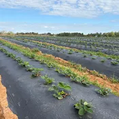 Black Plastic Mulch 1.0 mil Embossed