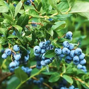 Top Hat Blueberry