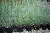 The Blues Little Bluestem
