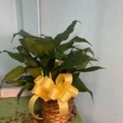 Peace Lily Plant