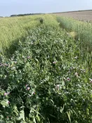Austrian Winter Peas
