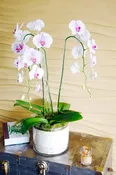 Blush Orchid Hearts