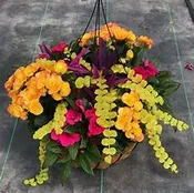 13" Premium Planter Gift Basket
