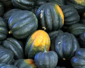 Acorn (Table Queen) Winter Squash Seeds