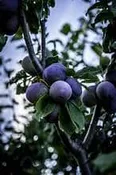 4 in 1 Combination European Plum