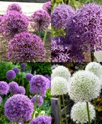 The Happy Balloon Allium Party