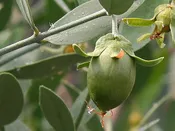 Carrier Oils- Organic Jojoba Oil