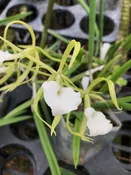 8001 Brassavola perrinii    2 1/2 inch pot  (1-2 years to bloom)  Hybrid cross