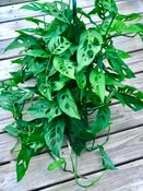 Swiss Chees Plant - Monstera Adansonii - Swees Cheese Cuttings - Live indoor plant - monstera cuttings - air purification houseplant