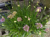 Allium 'Sugar Melt'