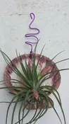 Bromeliad Tillandsia Stricta in Giant scallop seashell