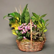 Dish Gardens