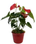 Anthurium