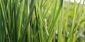 Royal Zoysia Sod