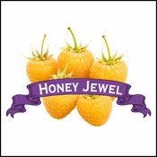 Raspberry Plants. Organic Honey Jewel.