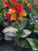 Canna 'Cleopatra' — Excelsa Gardens