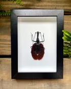 Violin Beetle – Framed