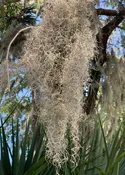 Live Spanish Moss, Live French Moss in 1-2 Gallon Box