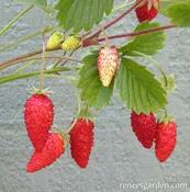 Alpine Mignonette Strawberry Seed