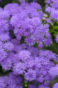 AGERATUM – MONARCH MAGIC