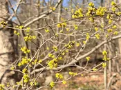 Lindera benzoin, northern spice bush