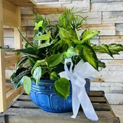 Luxurious Dish Garden