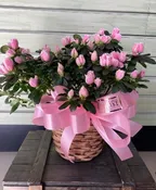 AZALEA BASKET