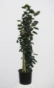 10" Arailia Fabian c/b