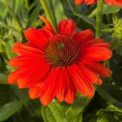 SunMagic® Vintage Electric Orange Coneflower (Echinacea)