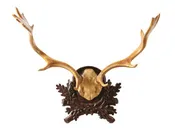 OK CASTING - Fallow Antler Plaque
