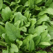 Astro Arugula