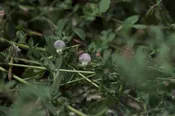 Acmispon americanus - American Bird's Foot Trefoil (Seed)