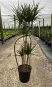 14" Drac Marg Candelabra 6' — the plant gays