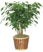 BENJAMIN FIG TREE