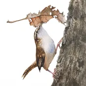 Wren Nesting — Rebecca Kahrs
