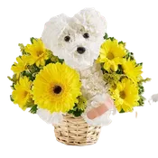 Get Well Puppy (Style by 1-800)