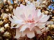 Centennial Blush Magnolia
