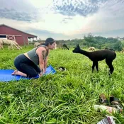 ALPACA VINYASA YOGA 2025