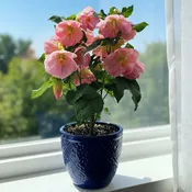Abutilon 'Kristen's Pink' (Abutilon hybrid)