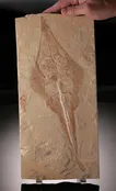 Rhinobatos maronita (Guitar fish) with Nematonotus Longispinus