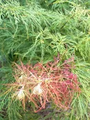 Acer palmatum 'Dr. Brown' Dwarf Japanese Maple