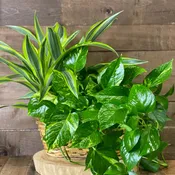 Double Plant Basket