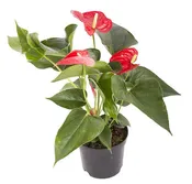 Anthurium