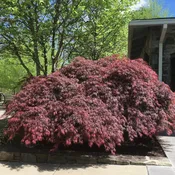 Acer palmatum var. dissectum ‘Tamukeyama’  – Tamukeyama Japanese Maple