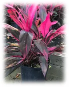 10″ Cordyline Red Sister