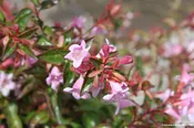 Abelia ‘Edward Goucher’