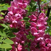 Black Locust, ‘Purple Robe’