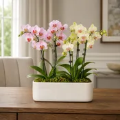 Blushing Orchid Garden